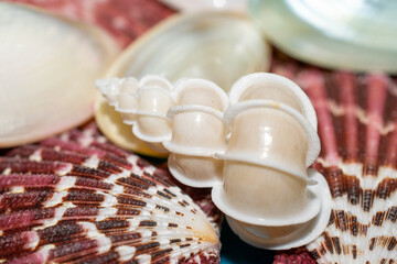 shell and pearl, seashells