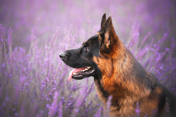 German shepherd dog in a lavender field, close up portraits, head of a german shepherd dog