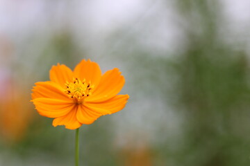 オレンジ色のコスモス