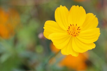 オレンジ色のコスモス