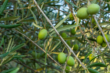 Fototapeta premium Close up of green olive on the tree branch.