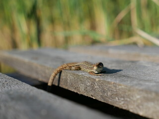 Lizard on a wood