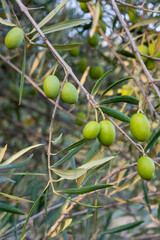 Close up of green olive on the tree branch.