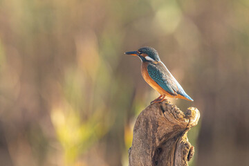 Common Kingfisher ( Alcedo atthis ) sitting on a branch