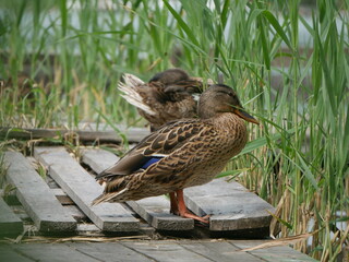 duck and ducklings