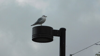 Seagull on a Light pole