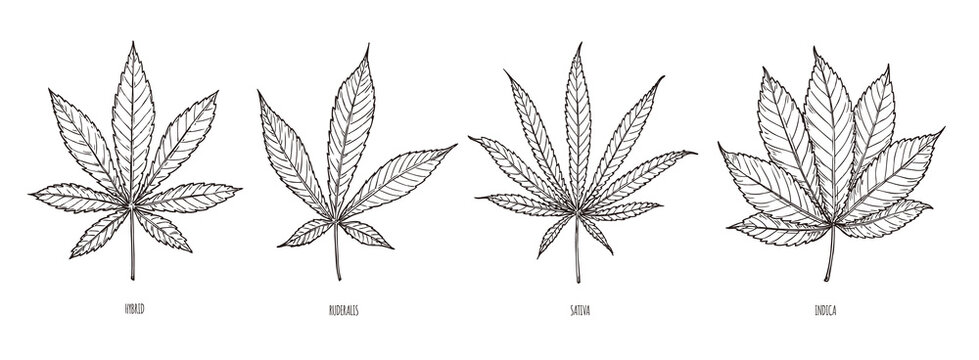 Sketch set types of cannabis leaves. Illustration in vintage style.