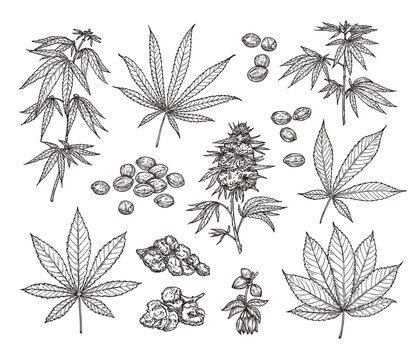 Sketch set of leaves, branches, seeds and flowers of cannabis. Botanical illustration in vintage style.