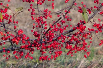 Magnificent branch of wild apple tree densely covered with bright red berries