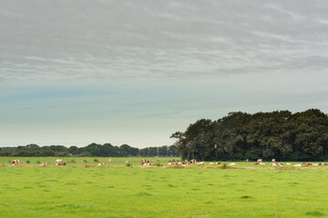 Pasture with cows and trees on the horizon under a sky with veil clouds.