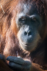 an Orangutan holding a piece of straw