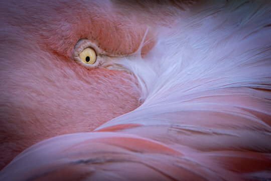  flamingo hiding its head in its feathers
