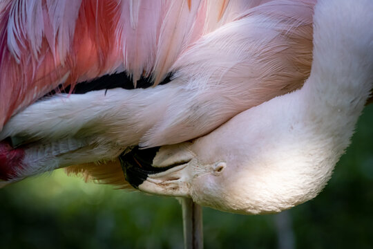 a flamingo cleaning under its wing