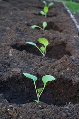 Sprout of cabbage on garden bed