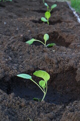 Sprout of cabbage on garden bed