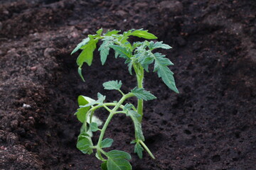 sprout of tomato seedling in the vegetable garden 