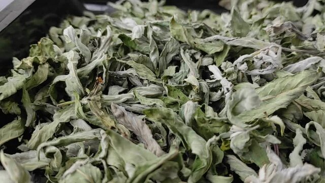dried wild mint, dried phyllisquine Mentha pulegium herb, aromatic herbs,