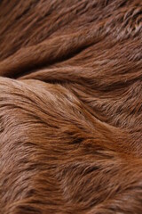 Animal fur texture Background hair brown caramel color