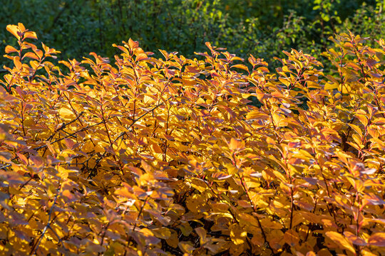Beautiful red leaves of ninebark are in a park in autumn