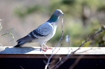 鳩