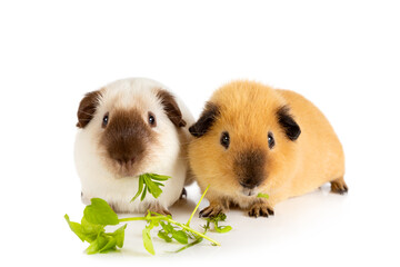 Two lovely guinea pigs eating juicy greens