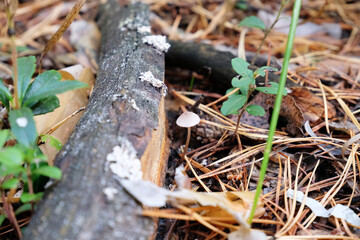 Baeospora myosura mushroom, fungi, the conifercone cap in autumn forest among fallen leaves and cones