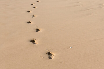Footprints in the sand