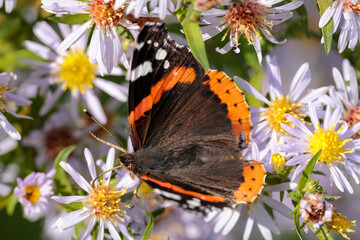 A Red Admiral butterfly shows its impressive wingspan as it feeds on a flower