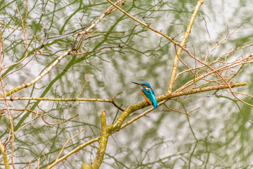 Kingfisher on a branch above the water