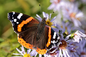A Red Admiral butterfly shows its impressive wingspan as it feeds on a flower