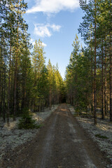 Road in the Norrbotten county in Sweden. Made with a setting sun shining trough the trees.