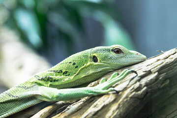 A close-up of a Lizards head.