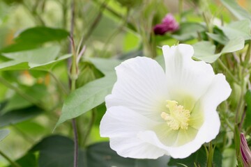 Obraz premium フヨウの花