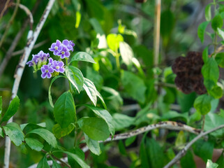 select focus bouquet violet fresh small bouquet flower green leave in garden background with copy space.
