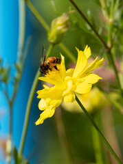 side view beauty fresh yellow red petals and  bee eat honey on gold pollen cosmos flower blooming in botanic garden with copy space.