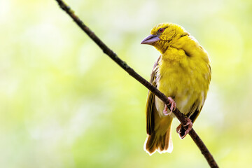 Female black-headed weaver bird, ploceus melanocephalus, perched in a tree, with soft summer background