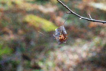 Crowned orbweaver garden spider on cobweb in natural forest habitat