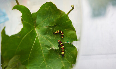 Yellow, red, black striped caterpillars are eating leaves. shot from high angle