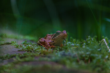 frog in the forest