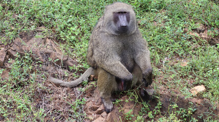 Baboons faces feature a long nose and powerful jaws