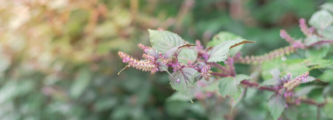 Panoramic blooming purple Vietnamese Shiso Perilla frustescens Beefsteak Plant on plant branch