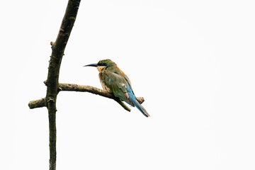 Blue tailed bee eater