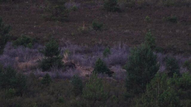 Wild boar with piglets crossing the bush at dusk