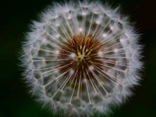 Close up of dandelion 
