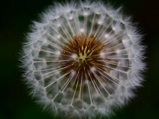 Türaufkleber Close up of dandelion  © Waldemar
