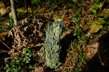 Common powderhorn mushrooms. Cup lichen cladonia coniocraea, pixie cup lichens, caribou lichens