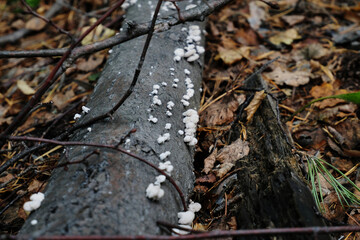 Obraz premium Split gill schizophyllum mushrooms. Common porecrust gillies, schizophyllum commune