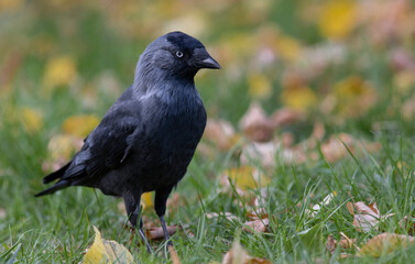 The western jackdaw (Coloeus monedula), also known as the Eurasian jackdaw, the European jackdaw, or simply the jackdaw