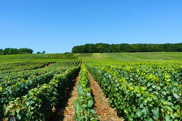 Fototapeta na wymiar vineyards with grapes for champagne in epernay france