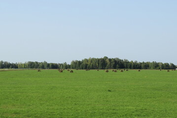 Fototapeta premium green field with hay bales